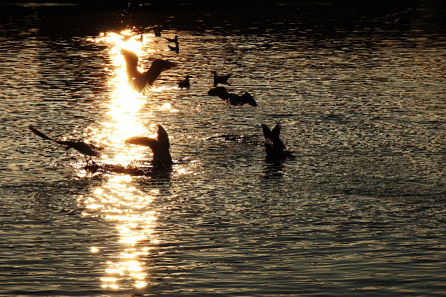 evening by the lake