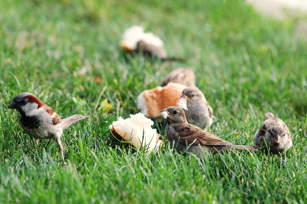 sparrows dinner