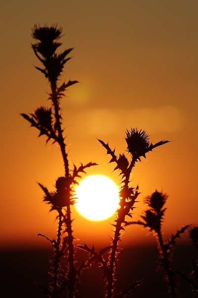 thistle in the sunrise