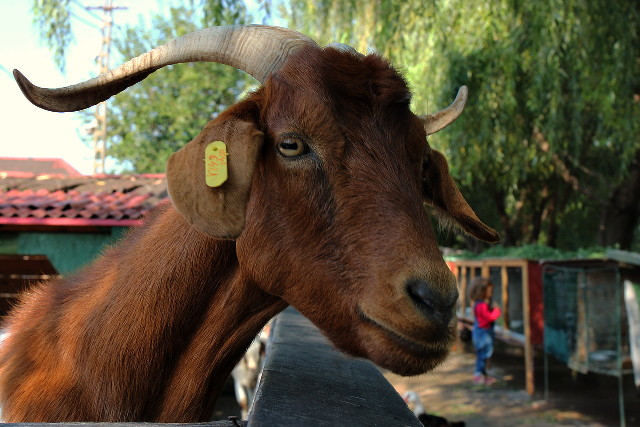 a goat story