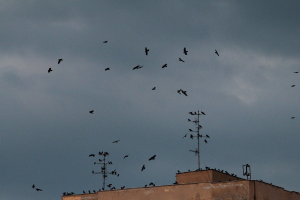 crows over the city
