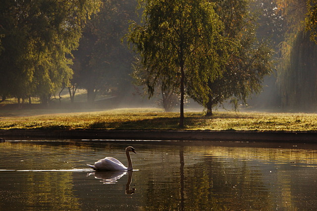 Autumn morning with swan