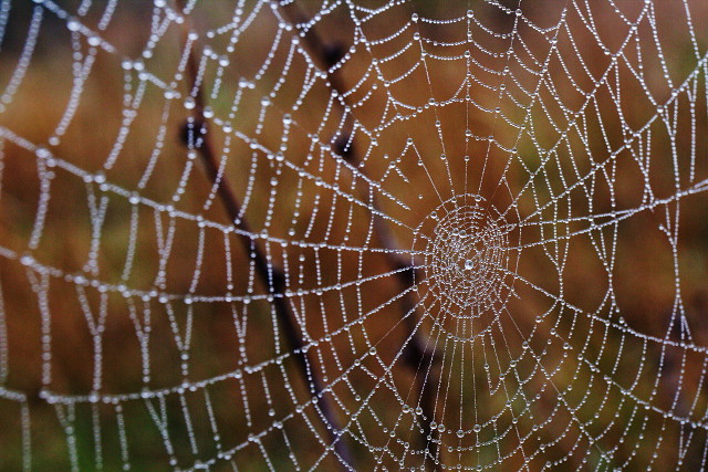 A web