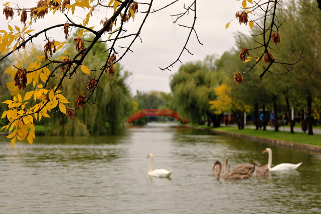 autumn with swans