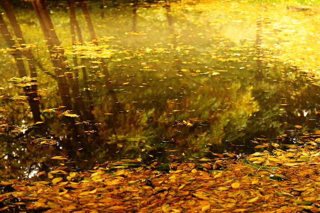 autumn in a pond