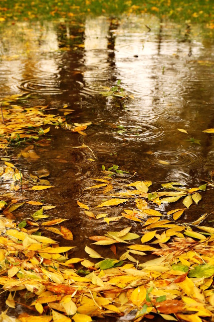 more reflections on autumn