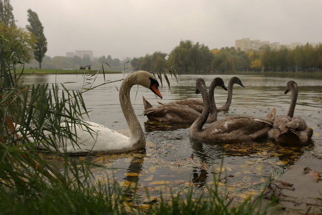 last swans