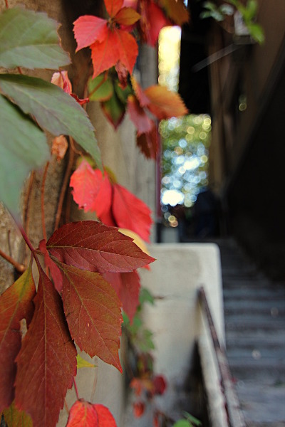 autumn alley