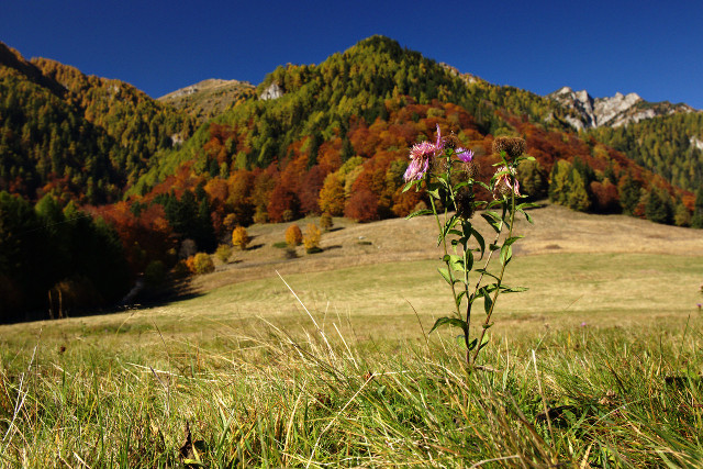 the flower, the mountain and the autumn