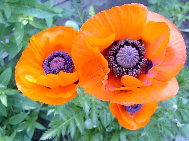 /images/sv400105.jpg